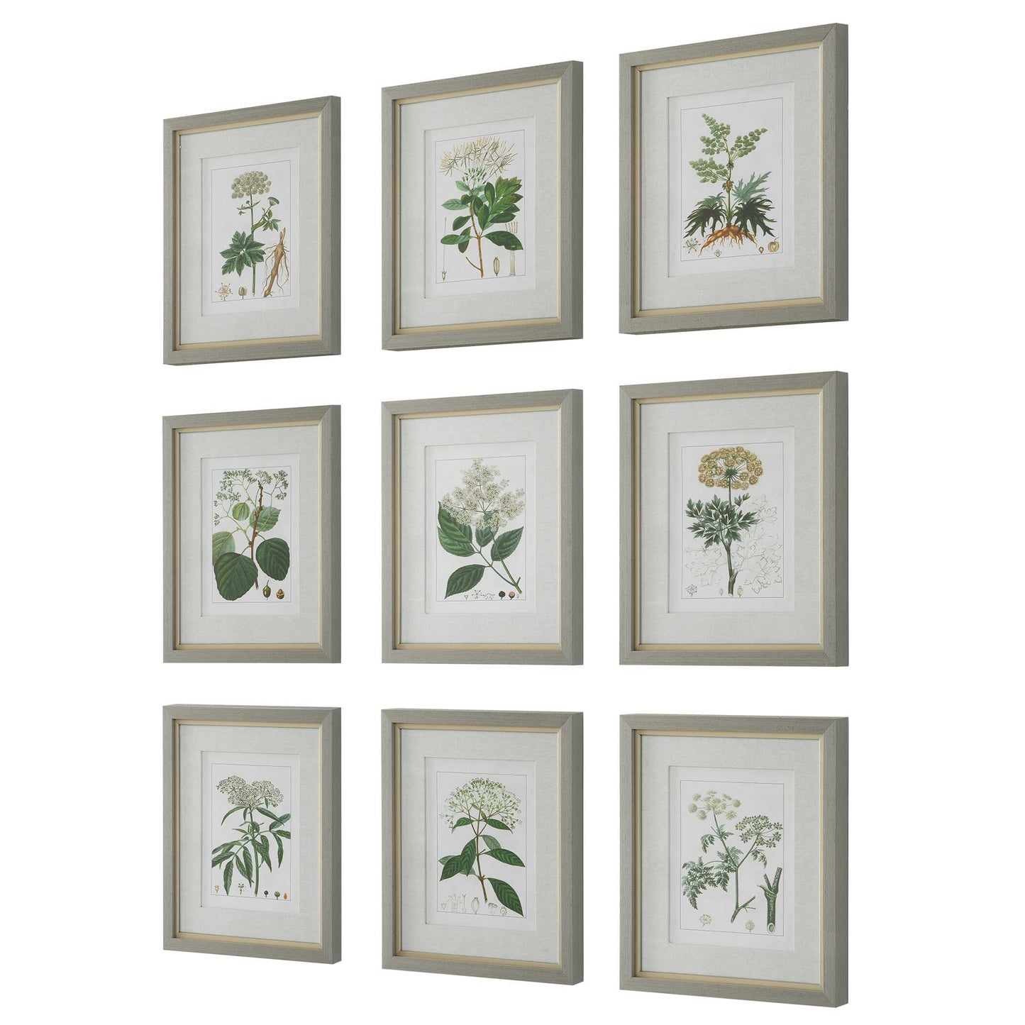 Antique Botanicals Framed Prints Set/9