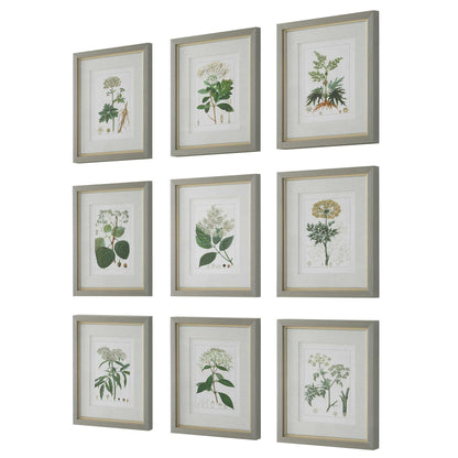 Antique Botanicals Framed Prints Set/9