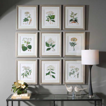 Antique Botanicals Framed Prints Set/9