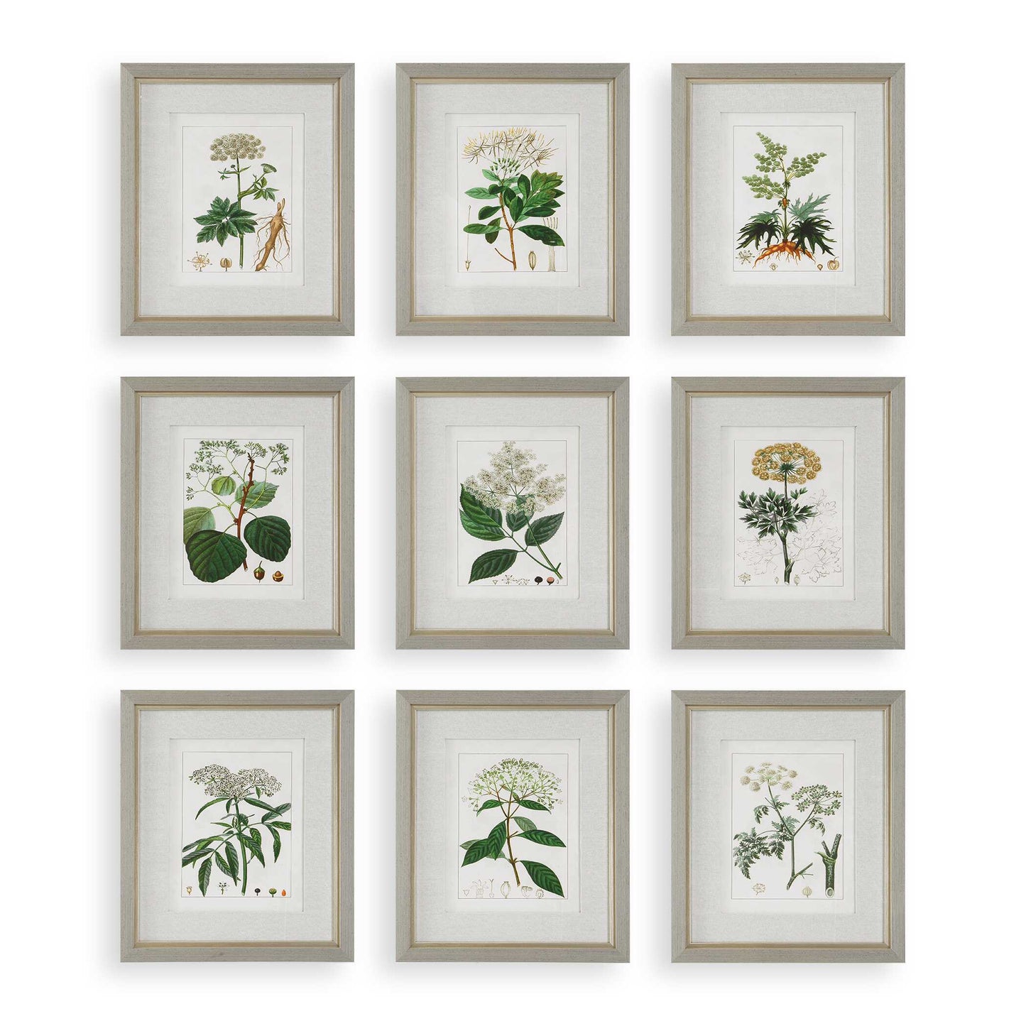 Antique Botanicals Framed Prints Set/9