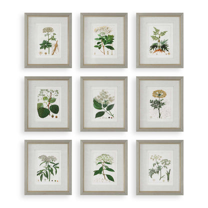 Antique Botanicals Framed Prints Set/9