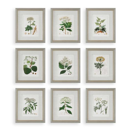 Antique Botanicals Framed Prints Set/9