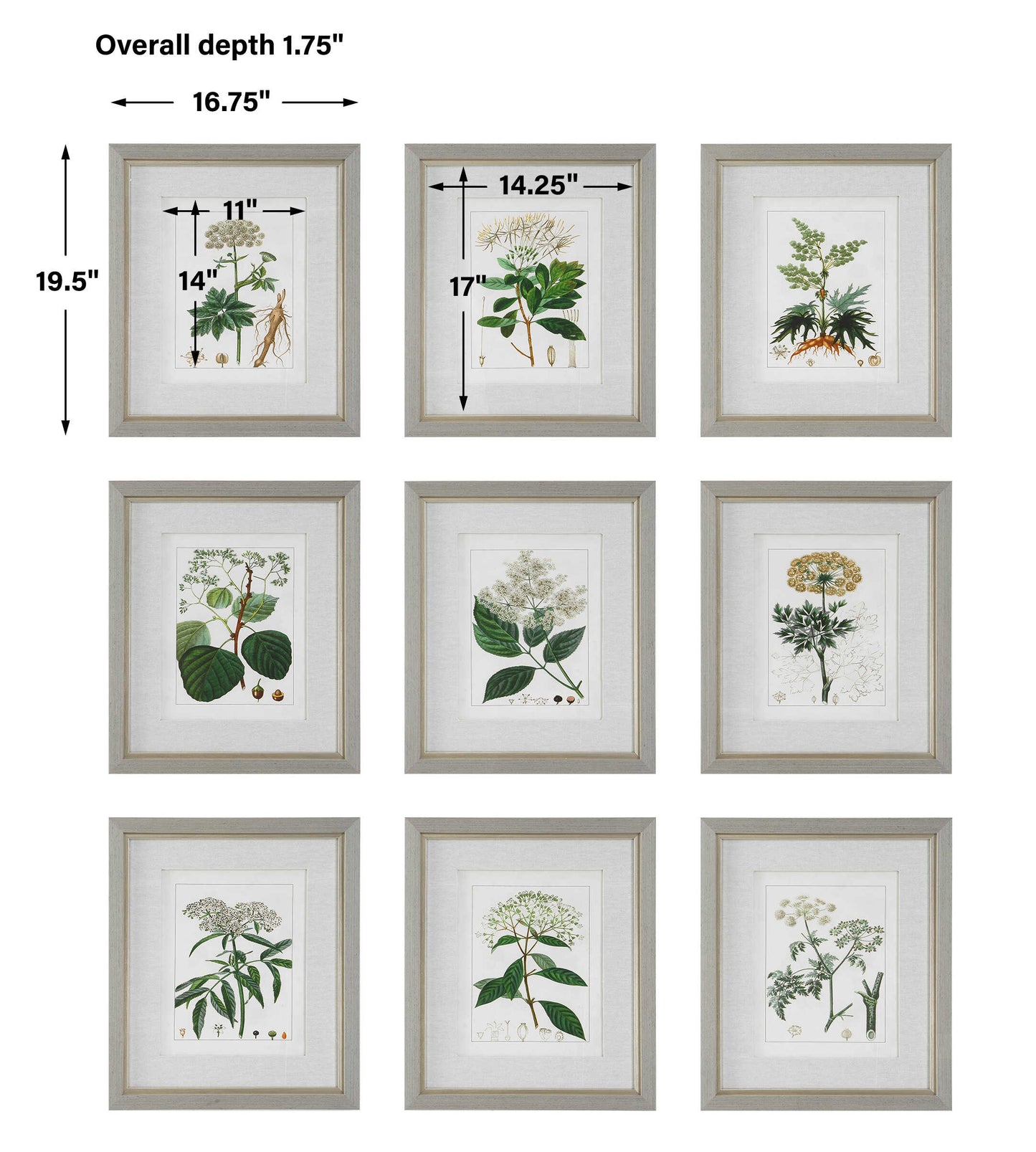 Antique Botanicals Framed Prints Set/9