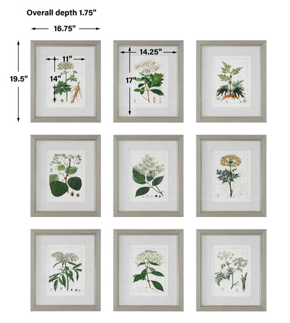 Antique Botanicals Framed Prints Set/9